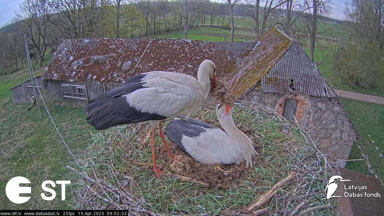 (34) Baltie stārķi (Ciconia ciconia) Tukuma novadā __ White storks in Tukums, Latvia - YouTube - 841