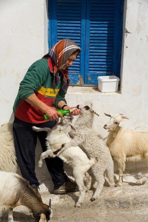 peoplefeedinglambssantorini.jpg