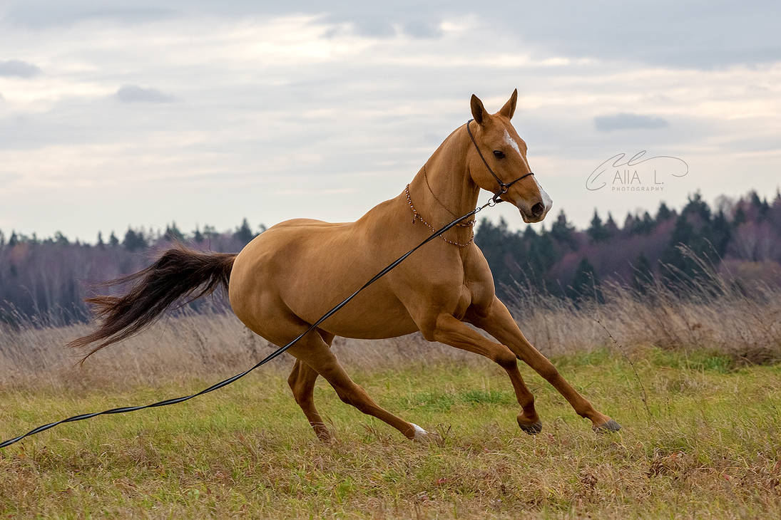 akhal-teke-by-alla-equi-df5fs9k-pre.jpg