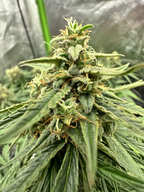 FB2329A2-F12B-4BE1-912E-805998D7EC08