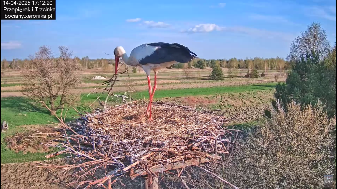 14042025bociany_8