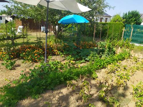 CAMPAGNE - le petit potager du Vexin Normand IMG-20220718-171407