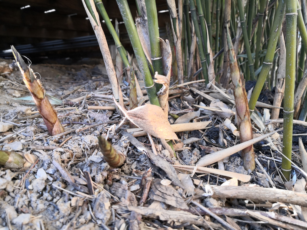 IMG_20210408_175418(1)