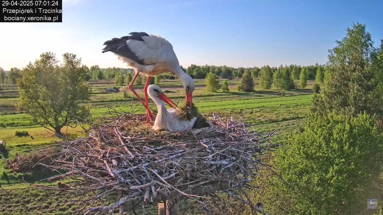 29042025bociany14