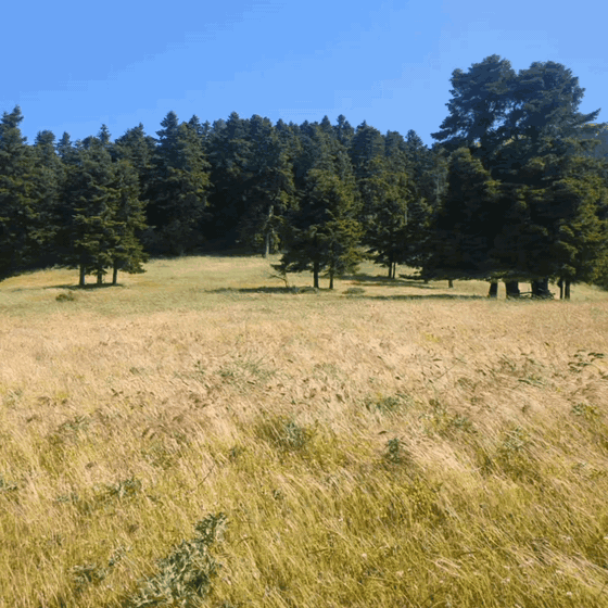 Cobs shaking by wind