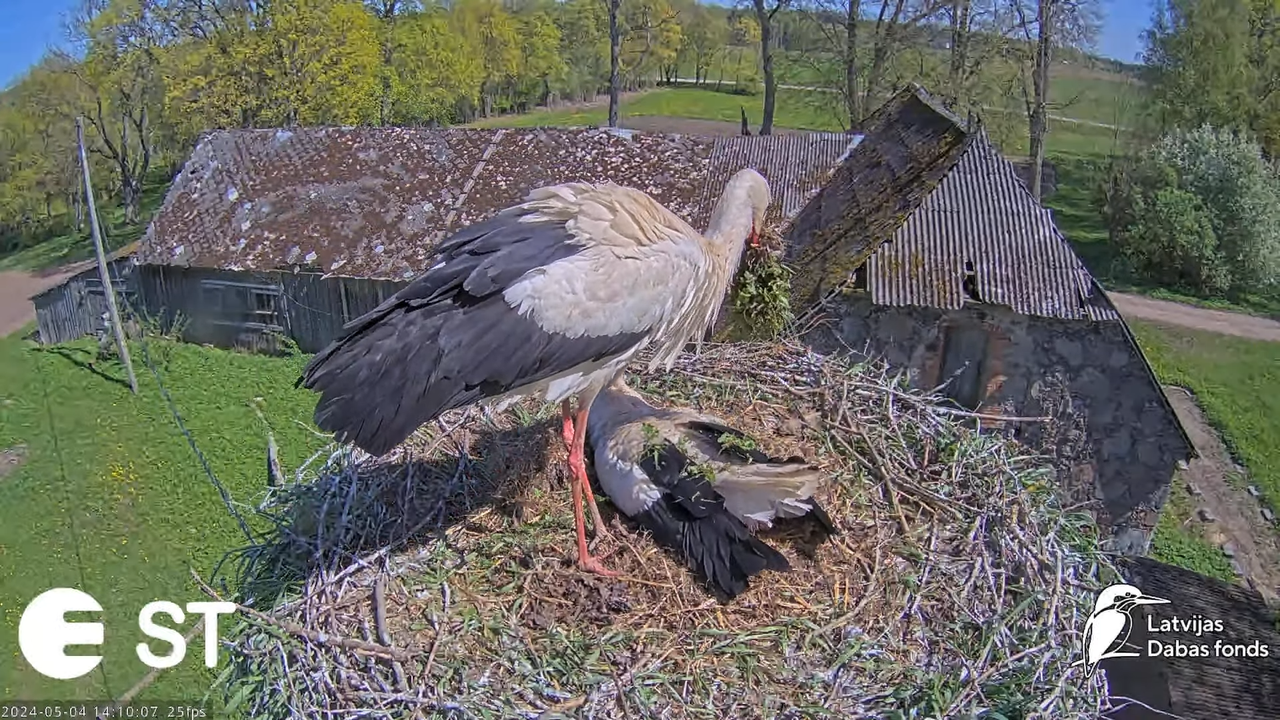 Baltie stārķi (Ciconia ciconia) Tukuma novadā - LDF tiešraide __ White storks in Tukums, Latvia 5-10