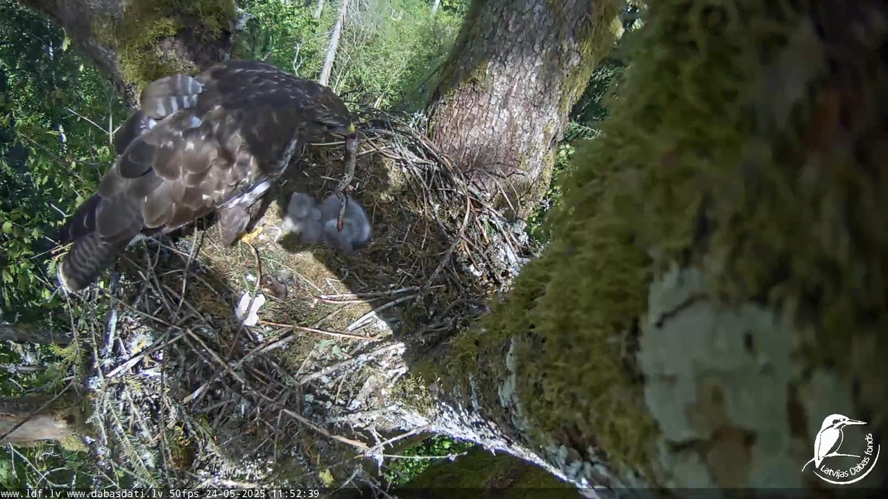 Melnās klijas (Milvus migrans) Kurzemē_ peļu klijāni (Buteo buteo) 13-23-14 screenshot