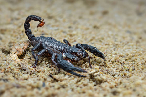 Asian Forest Scorpion