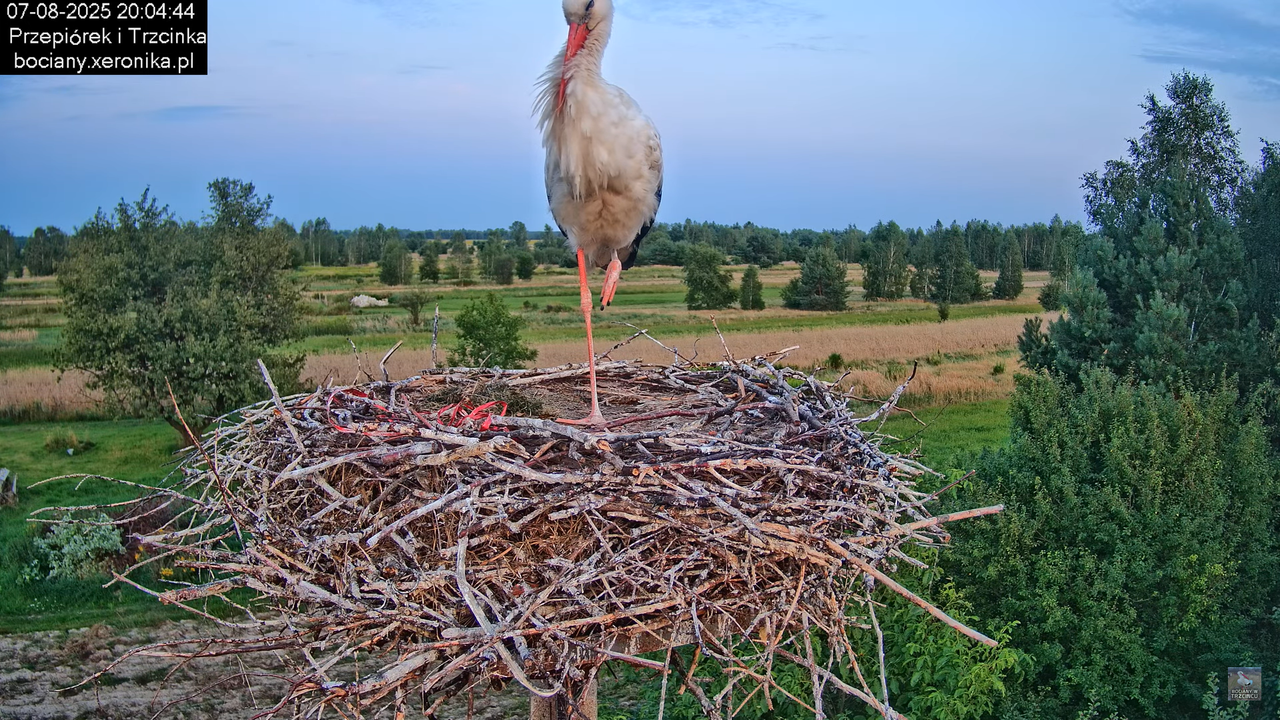 07082025bociany28