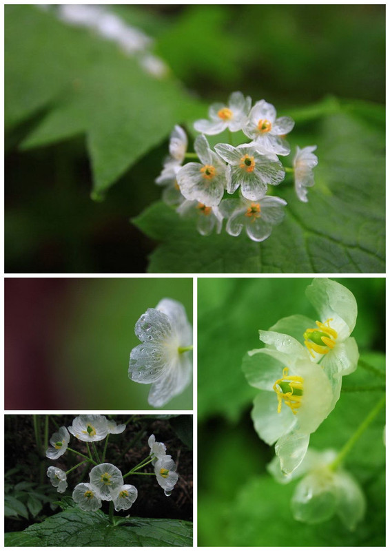 Крымский цветок – редкое растение с красивыми белыми цветками