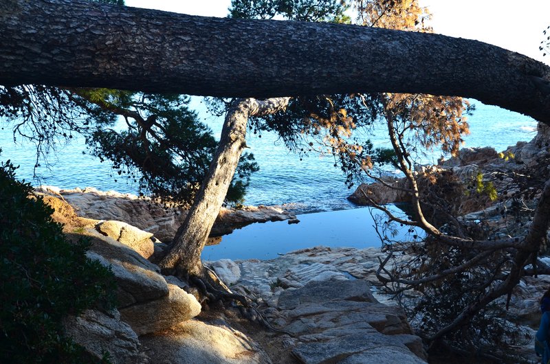 CALA SA TUNA Y SEA POOL-21-11-2017 - Gerona y sus pueblos-2016/2017 (23)