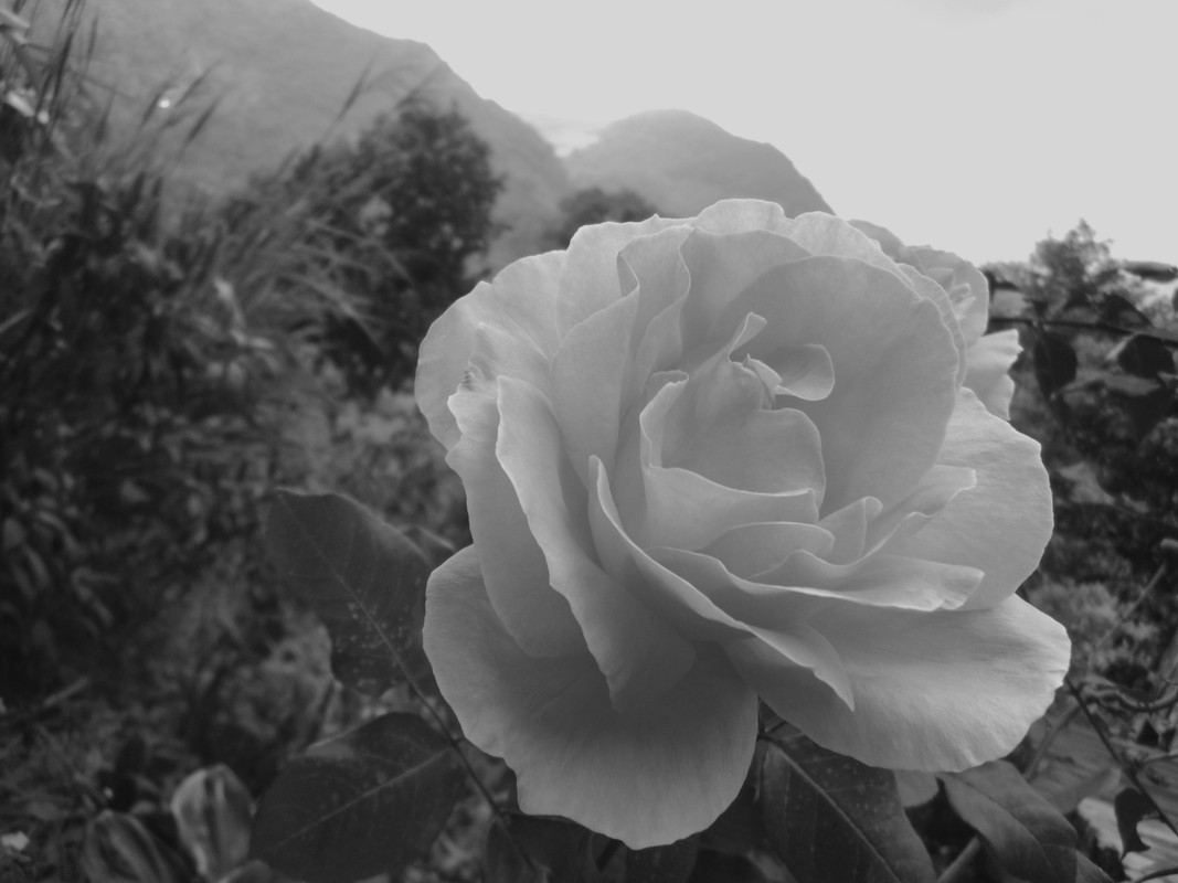 Rosa-a-balco-y-negro-henry-ortiz-utima
