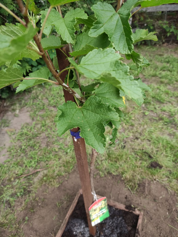 new-tree.jpg