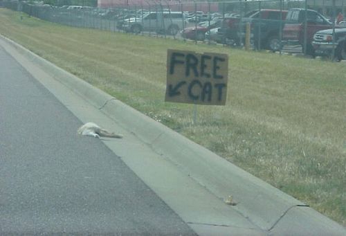 funny-sign-free-dead-cat-on-highway