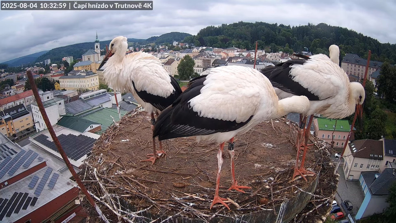 Živě z čapího hnízda na pivovarském komíně v Trutnově 11-42-0 screenshot