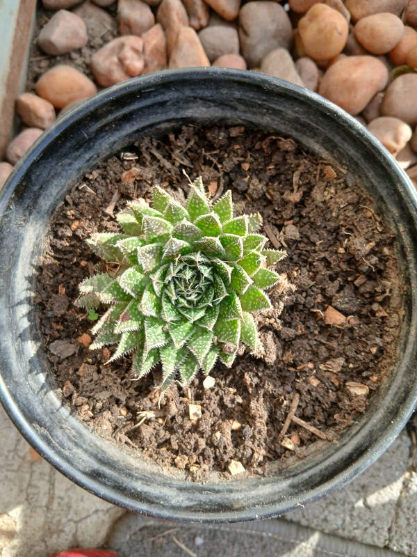 Succulent Garden