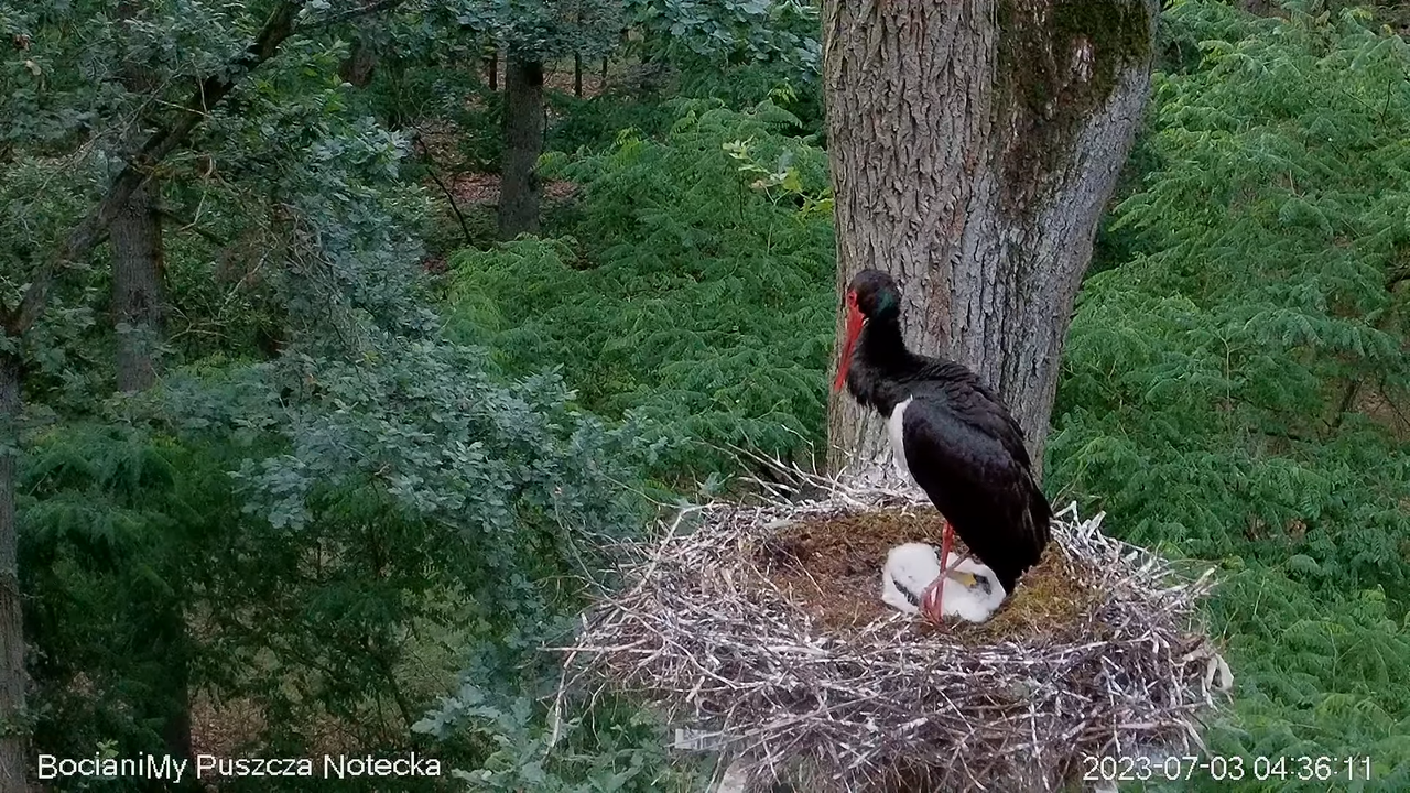 Melnais stārķis Online Puszcza Notecka _ Black stork Online Notecka Forest 8-13-46 screenshot