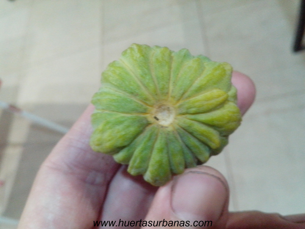 huertasurbanas_com_20180417_210815annona_parviflora_-7