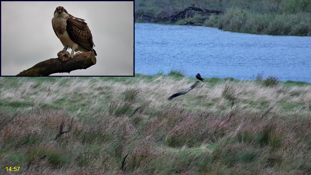 🦅 Dyfi Osprey projekts (VELSA)_ 2024. GADA TIEŠRAIDE 4K kvalitātē 🦅 10-18-36 screenshot