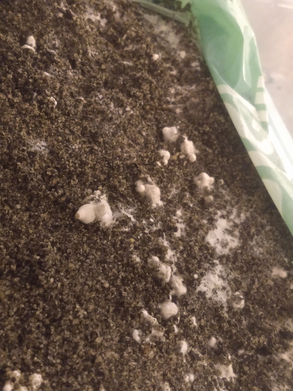 IMG_20201206_063905798