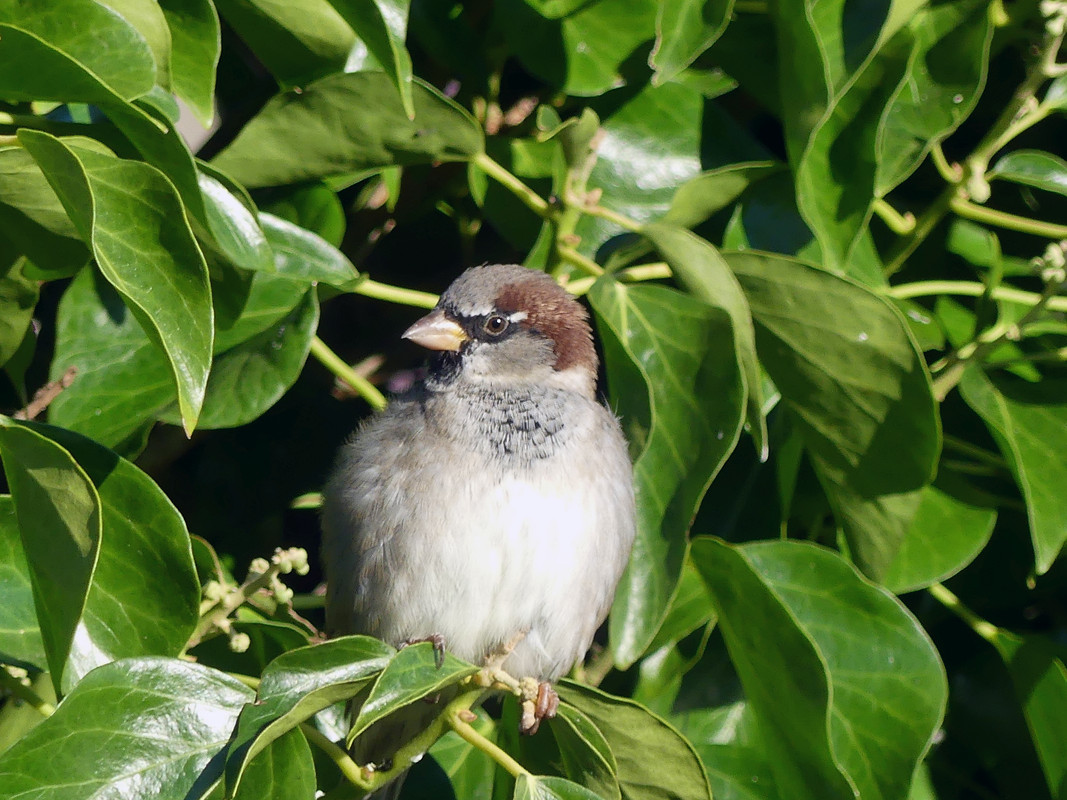 SPARROW 18 190924