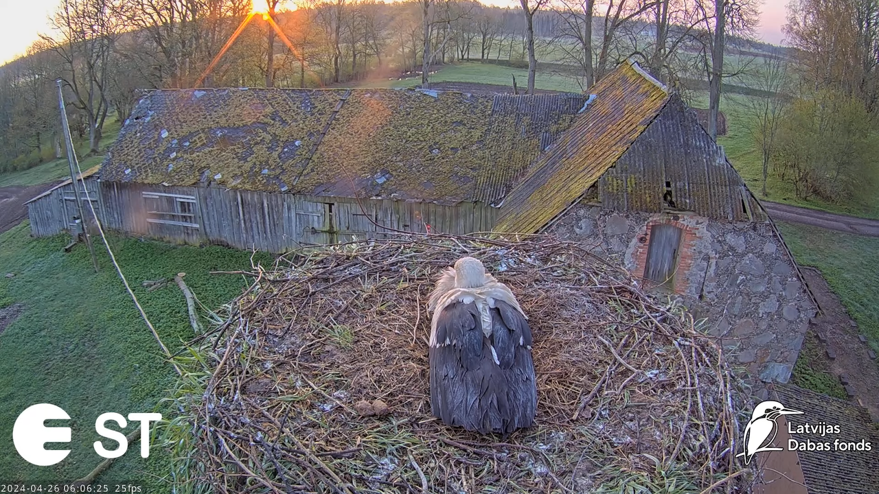 Baltie stārķi (Ciconia ciconia) Tukuma novadā - LDF tiešraide __ White storks in Tukums, Latvia 13-9