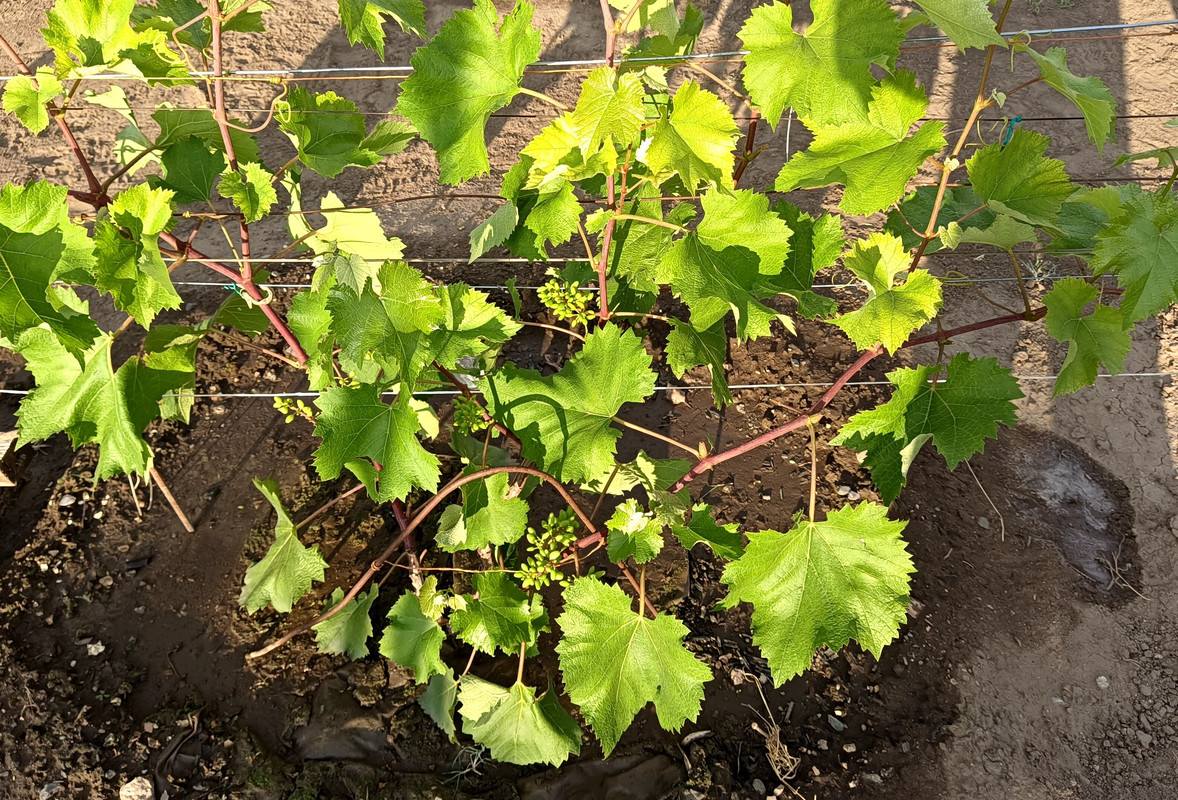 Юпитер_20240612_182551