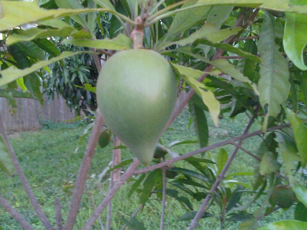 Canistel4_zpsc27d6c36
