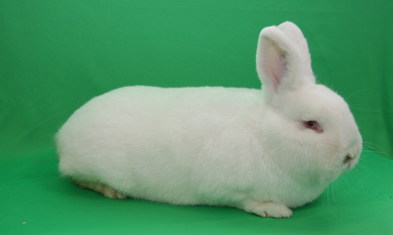 Novozélandský bílý