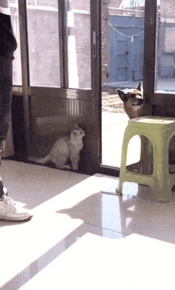 232.gif