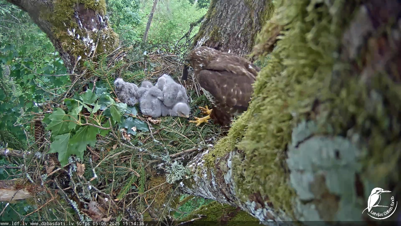 Melnās klijas (Milvus migrans) Kurzemē_ peļu klijāni (Buteo buteo) 11-10-1 screenshot