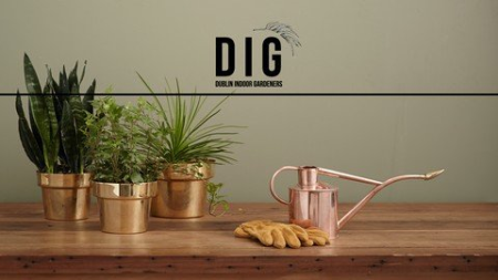 Houseplants 101: A Beginners Guide to Indoor Gardening