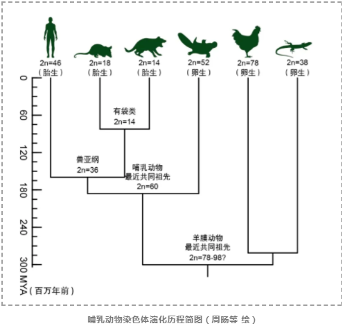 现生哺乳动物共同祖先的基因组图谱-3.png