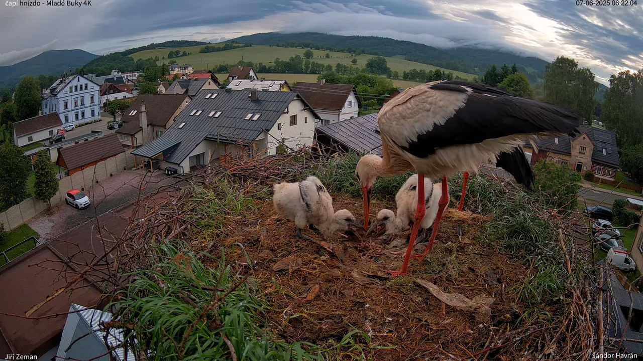 Tiešraides kamera — Mladé Buky — stārķa ligzda 4K 6-31-36 screenshot