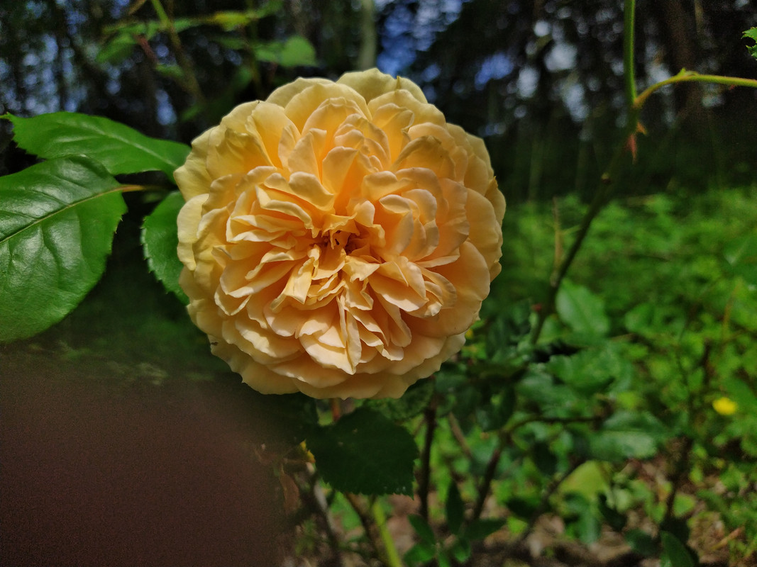 IMG_20210628_110240
