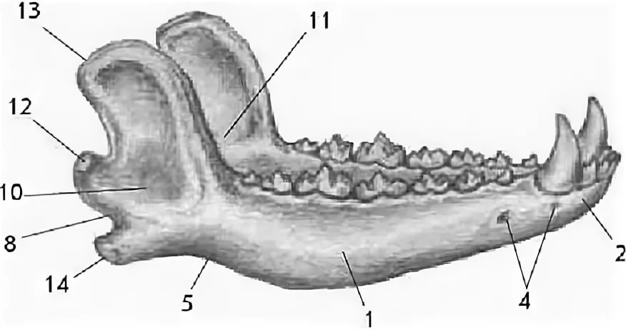 Мыщелки нижней челюсти. Нижняя челюсть лошади анатомия. Нижняя челюсть собаки анатомия строение. Собачья челюсть кость анатомия. Ростральная часть нижней челюсти.