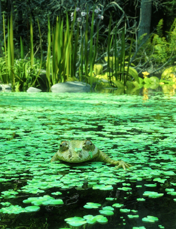 Wild Flowers – Water Plants Vol 2