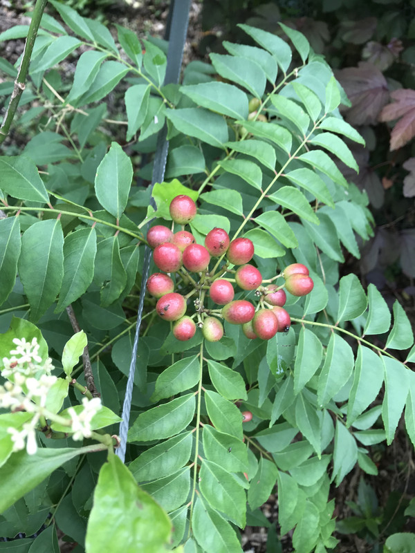 CurryTreeFruit82018