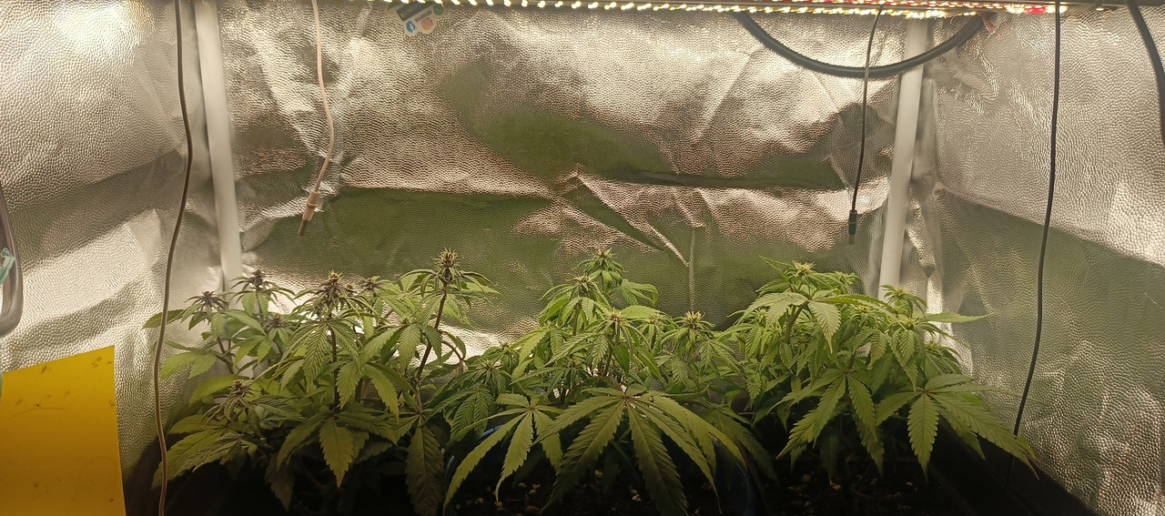 IMG_20250322_174700_064