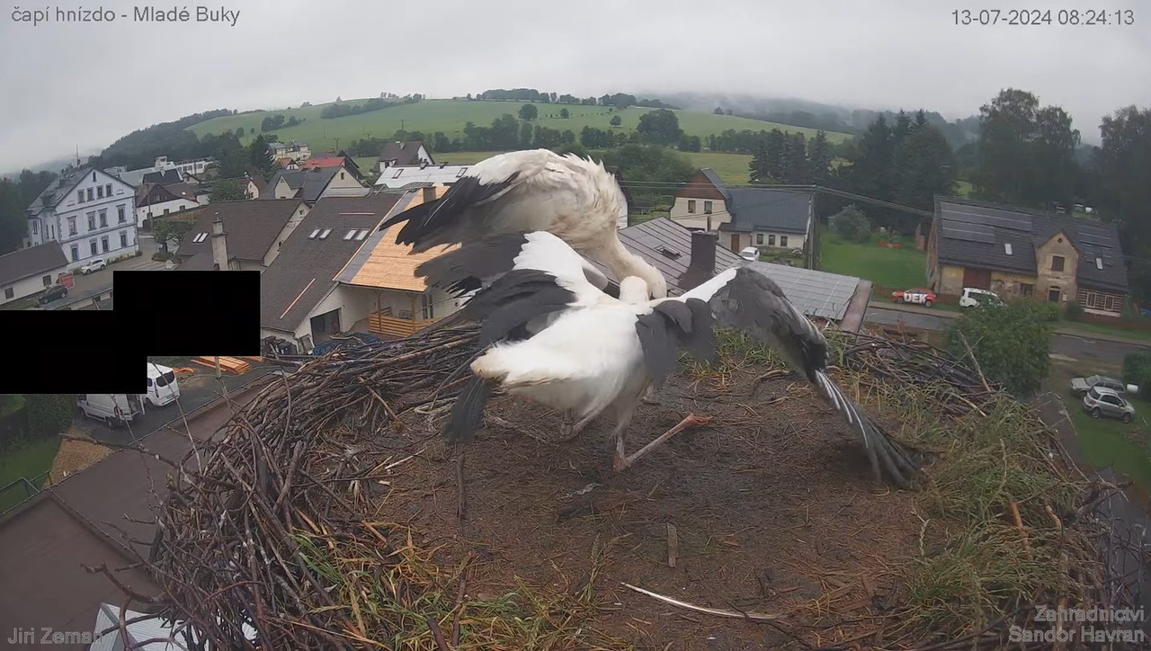 Tiešraides kamera — Mladé Buky — stārķa ligzda 13-25-35 screenshot