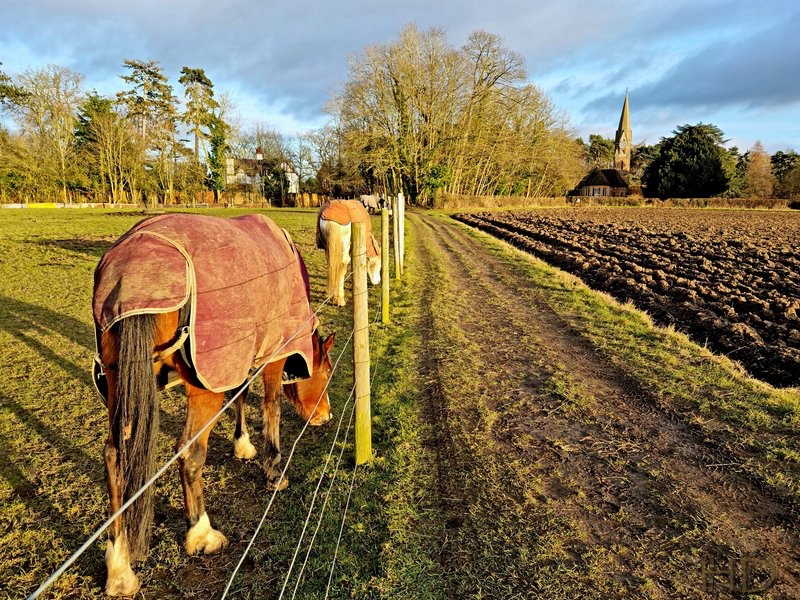 feb-Horses-Village-HD.jpg