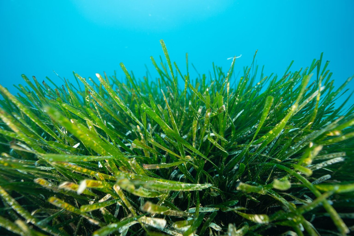 Nivea, il progetto Oasi Marina per i fondali delle isole Palmaria ed Elba Nivea, il progetto Oasi Marina per i fondali delle isole Palmaria ed Elba