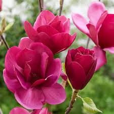 images-(16)