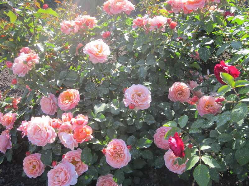 IMG_1010[1]