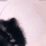 https://i.postimg.cc/50pFkvx4/xccxcc.gif