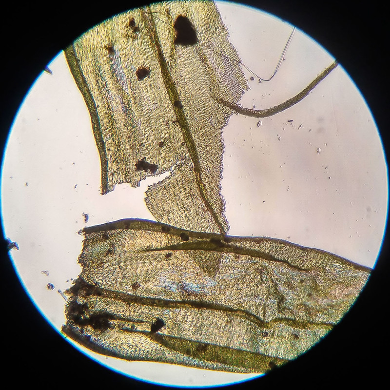 IMG 20250616 210830 HDR