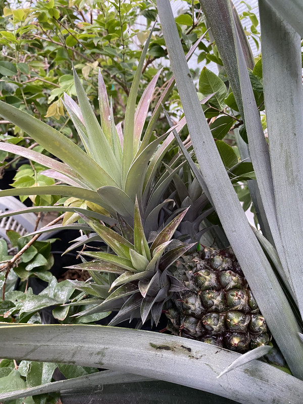 A7728353-4EFB-48F6-A9CC-EDFB195462DB