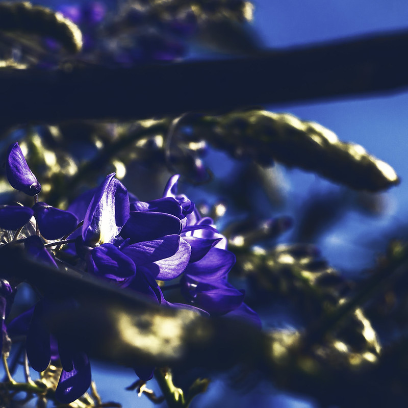 Blueleaves.jpg
