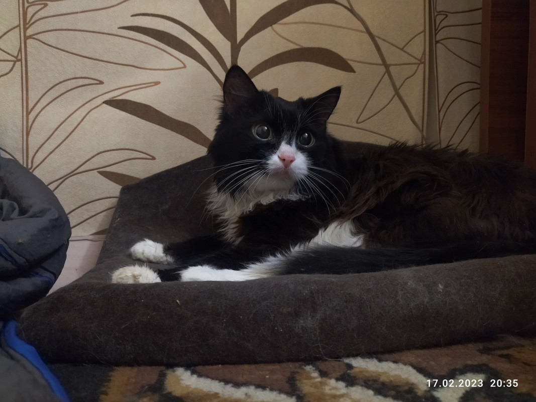 муся IMG-20230217-203545