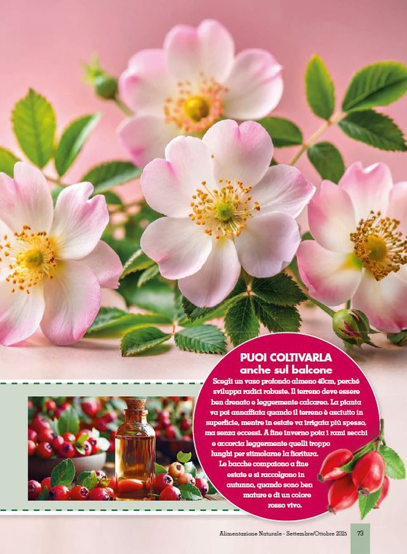 Alim Nat Set-Ott 2025 (10)